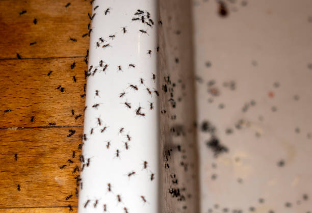 Best Wasp Removal Services  in Sparta, WI
