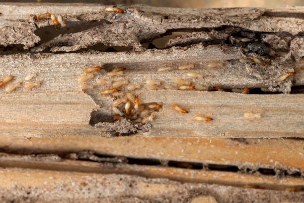 Best Residential Pest Control  in Sparta, WI